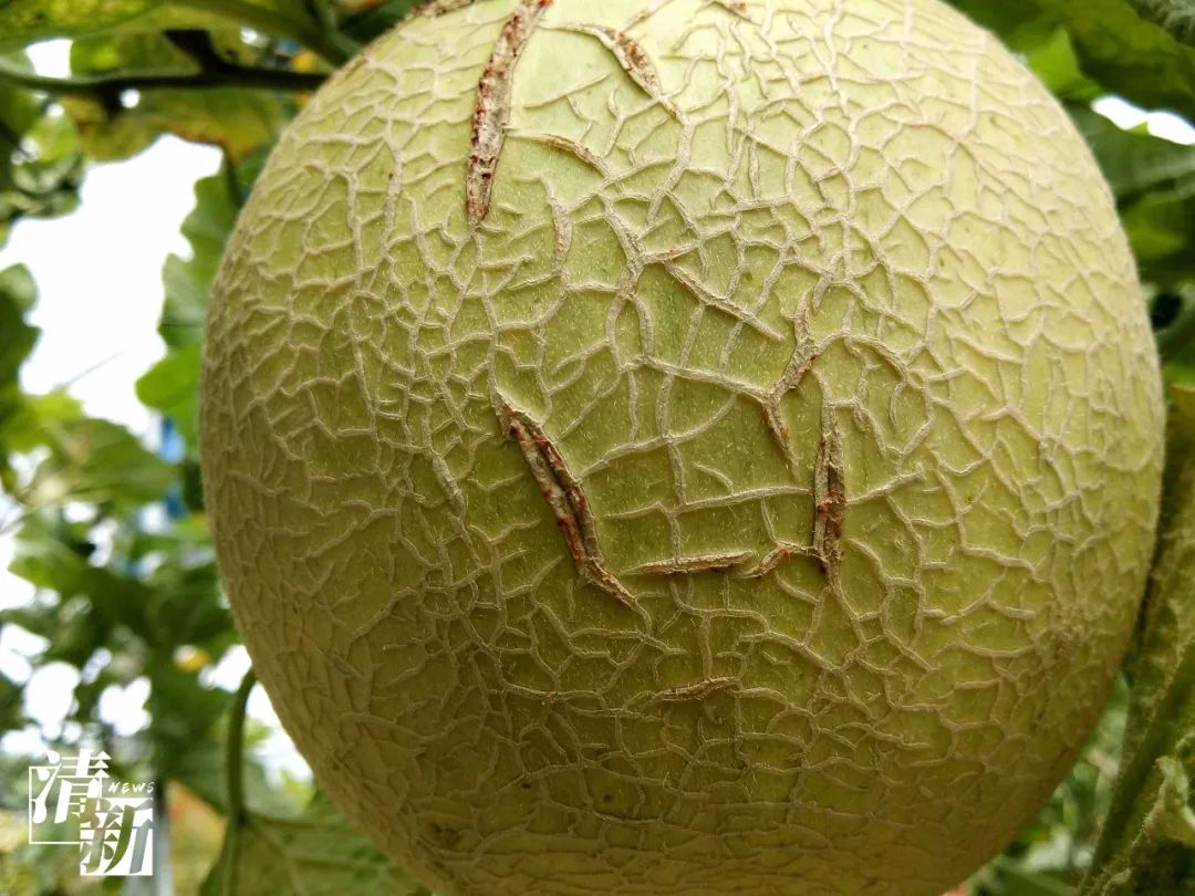 太平哈密瓜皮薄肉脆又香甜还是这样种出来的开眼界了