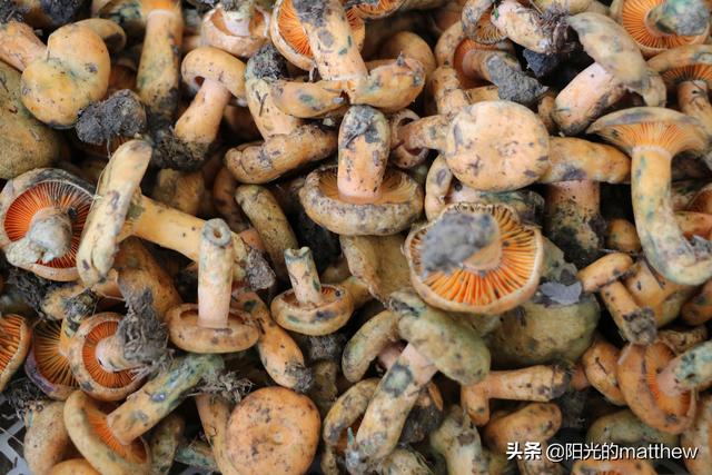 云南野生菌大量上市品种逐渐多起来