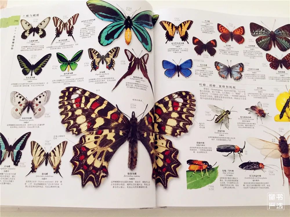 7斤重的《dk博物大百科》,孩子们看到后都抢着读!| 团