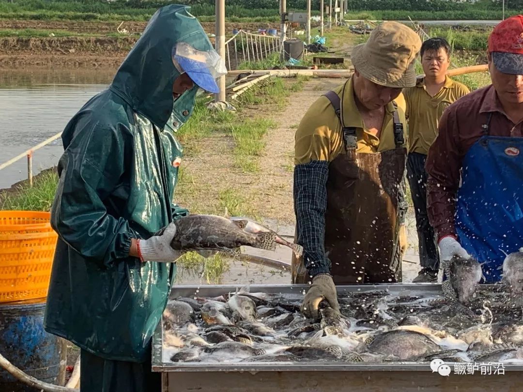 又一塘全程飼料養殖的鱖魚成功上市!用飼料養鱖魚真的像養草魚一樣簡