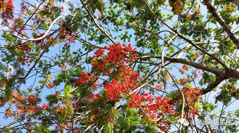 大茅風物誌鳳凰花上鳳凰遊縷縷紅霞惹人醉