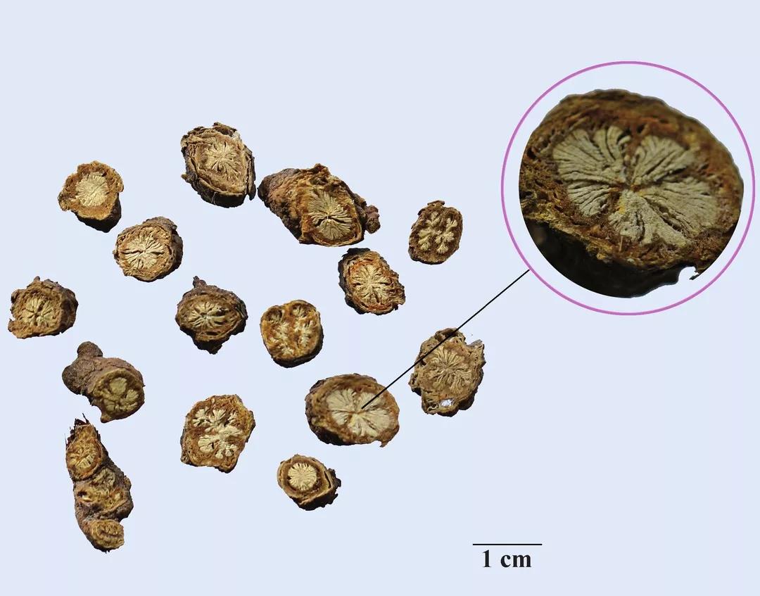 伞形柴胡分南北,黑褐北柴分枝多;柴胡鉴别歌诀防风环纹蚯蚓头,体轻气