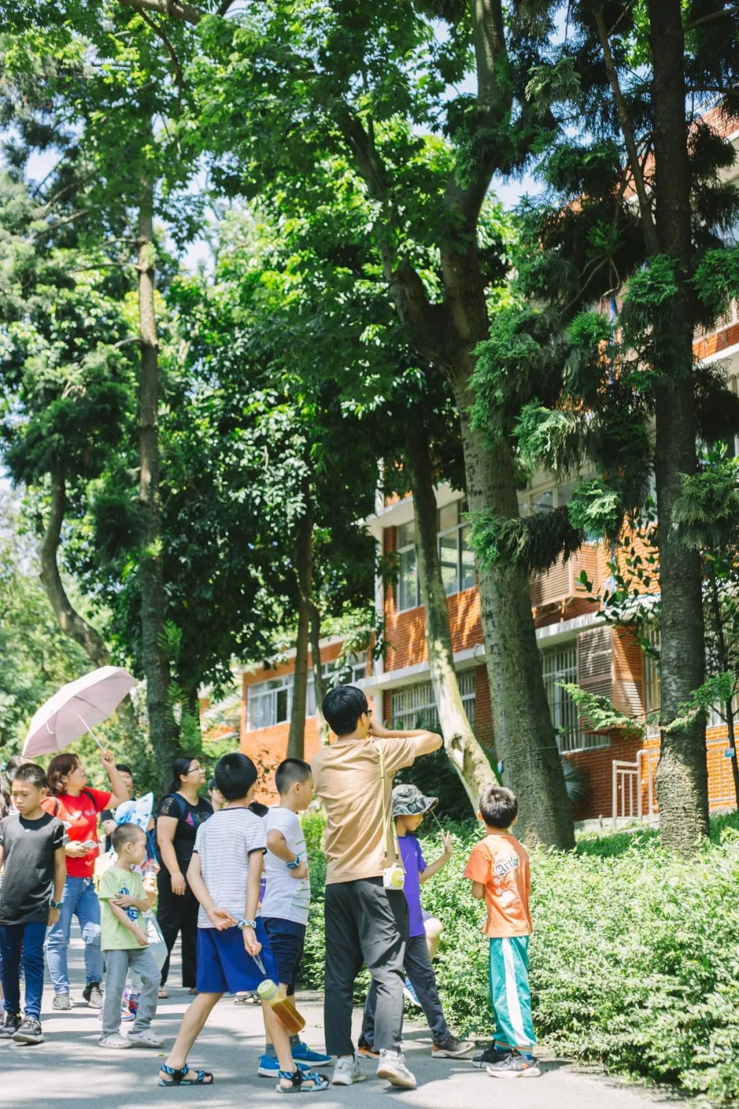 拜访大树认识绿巨人这期讲座互动环节的奖品是罗汉松小树苗获奖的