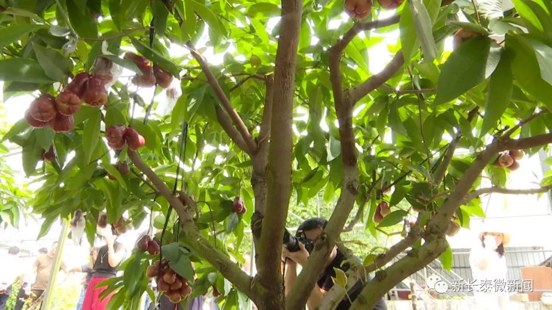 种植园中办销售线上线下齐结果