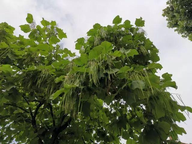 围观安阳惊现大树上长豆角您见过吗