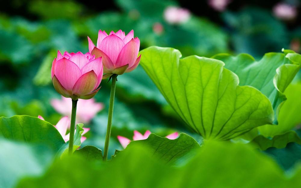 接天莲叶无穷碧 映日荷花别样红【花的名义】