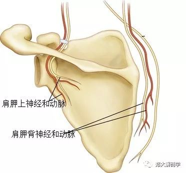 肩胛背神經卡壓表現為頸,肩,背,腋,側胸壁的痠痛和不適肩胛背神經