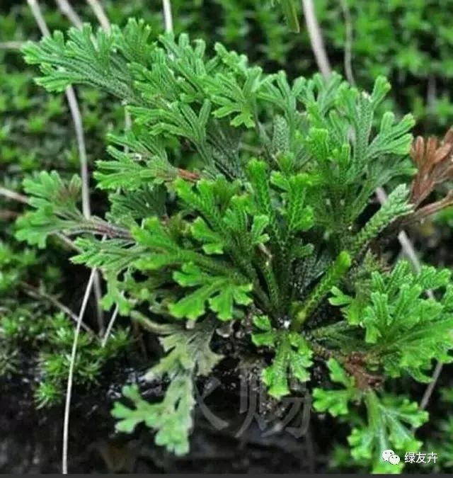 你那里见过这种植物吗?可以采一些回来,做成打不死微型盆景