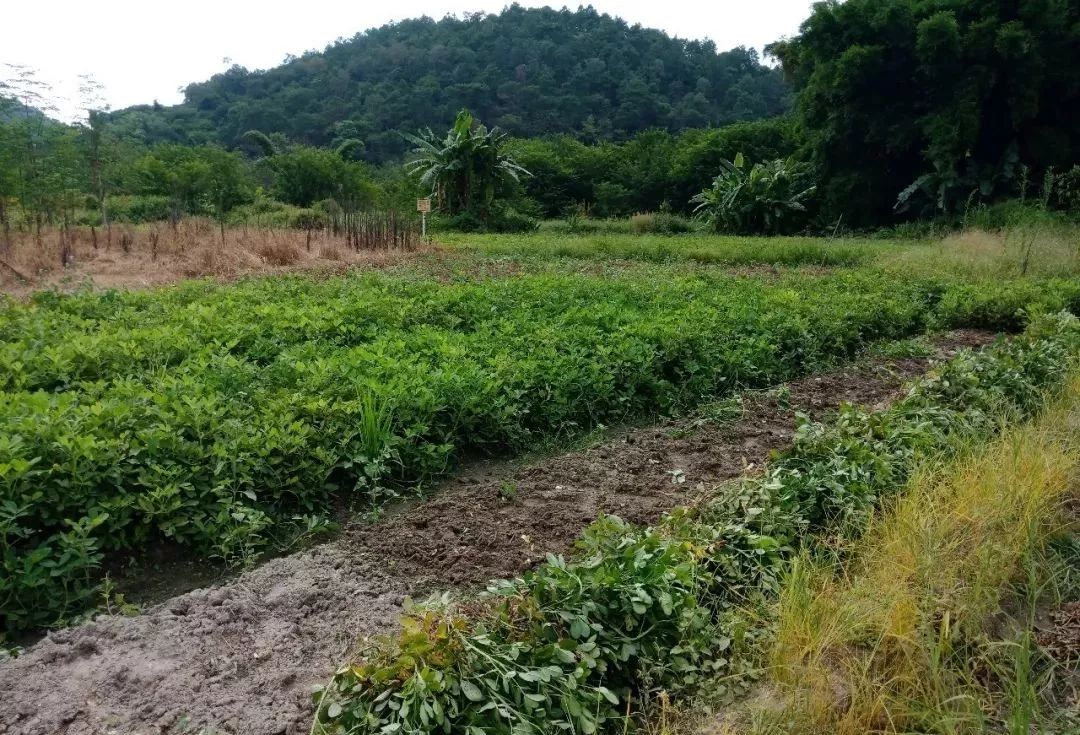 徐聞農村拔花生的季節到了小時候拔過花生嗎