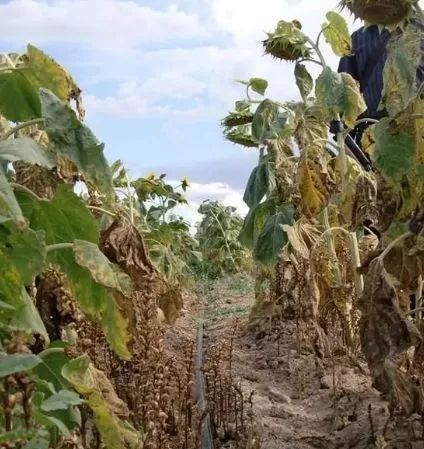 向日葵常见病害的鉴别和防治