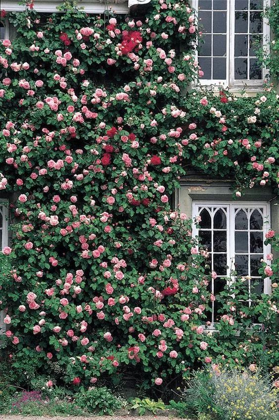 我想要的玫瑰花长这样