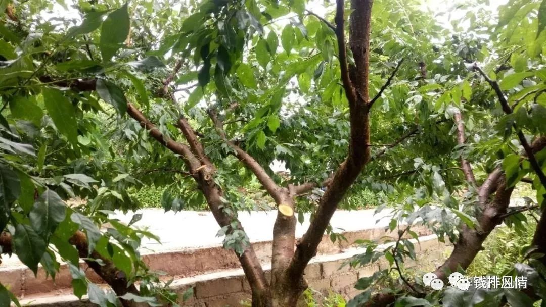 三华李6月7月管理技术要点