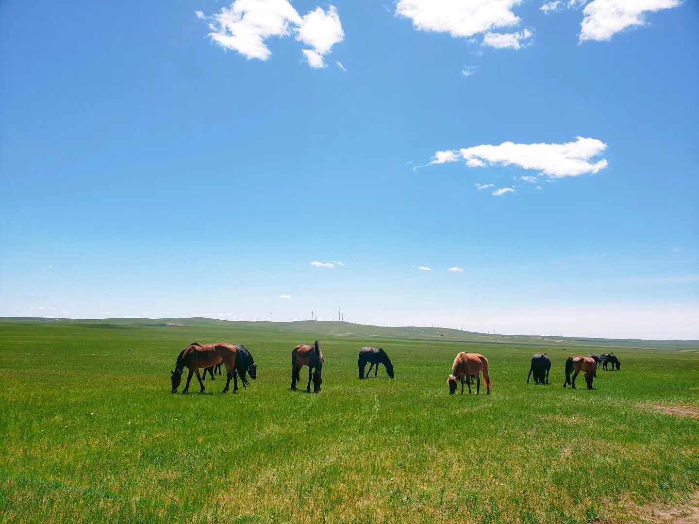 美丽辽阔的内蒙古乌拉盖大草原夏日迷人景观