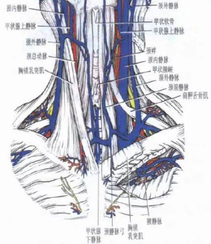 (左右无名静脉收集左右颈总静脉和锁骨下静脉的静脉血,汇总到上腔静脉