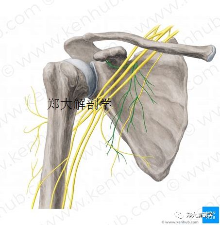 臂叢神經解剖其功能檢查觸診牽張一