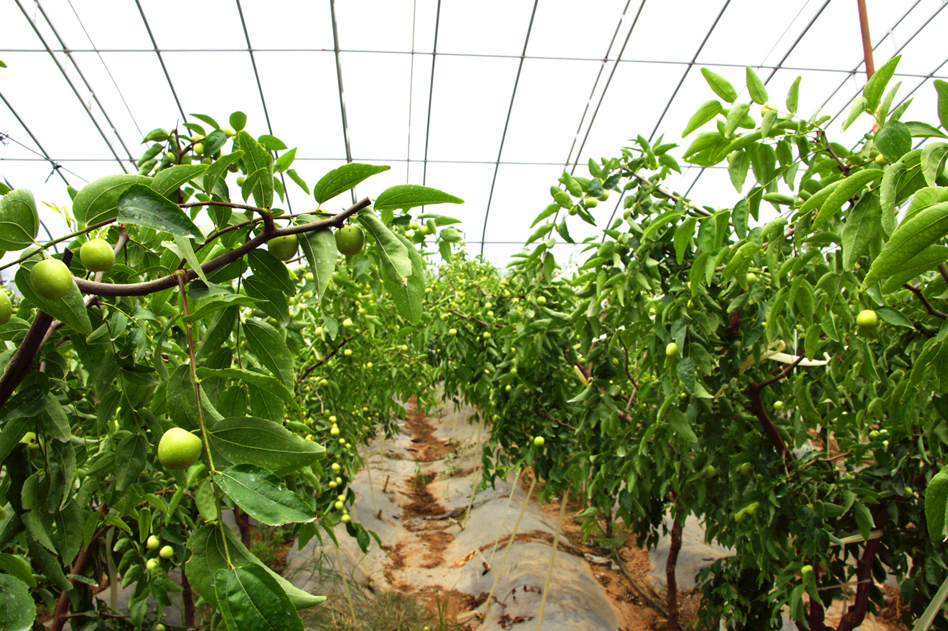 高陵:夏天销售鲜冬枣 温棚种植收益高