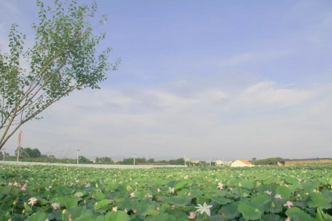 博白镇柯木村:荷花竞相绽放 风景美不胜收