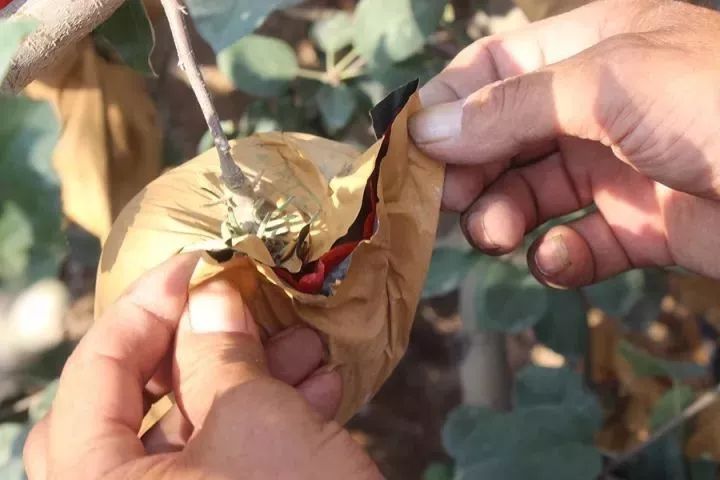 套袋苹果退绿差,着色不好?从现在就要重视!