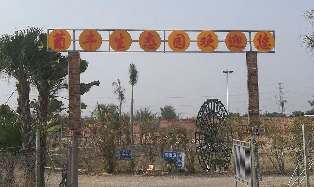 暑假来啦!去花都美林湖摘葡萄,游浪漫摩天轮