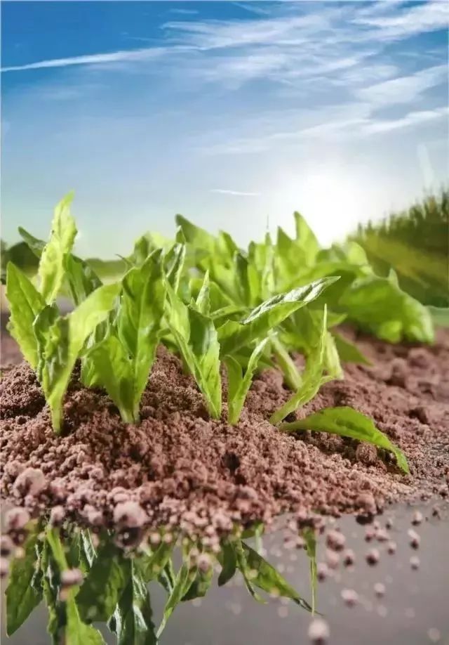 夏季高颜值凉菜赏析,你不能错过!