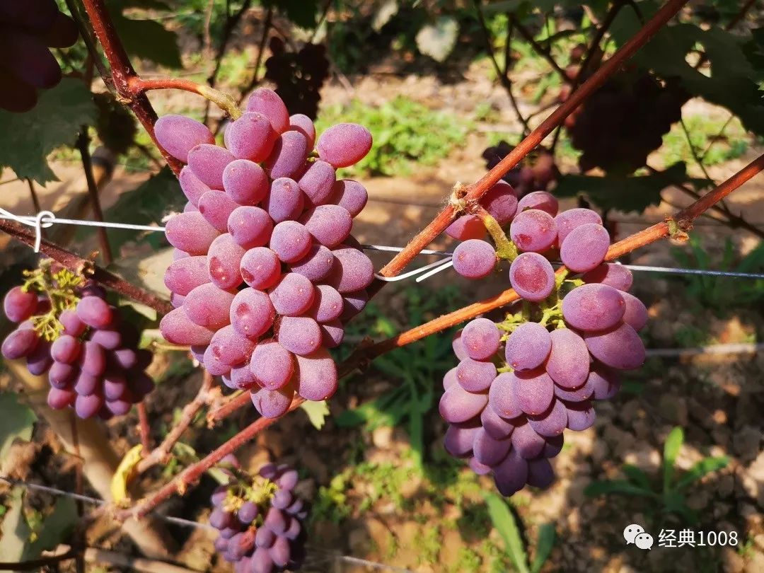 除了茉莉香和早夏玫瑰,園內還有另一個品種的葡萄——寒香蜜.