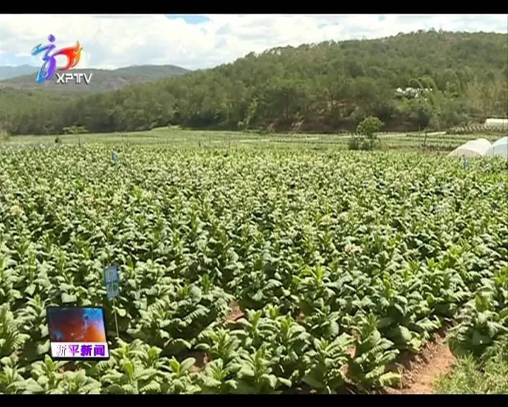 在新化鄉白達莫村的煙地裡,大片烤煙生長得生機勃勃,碧綠肥壯.