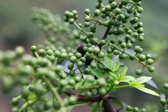 官店镇三星村花椒树变摇钱树