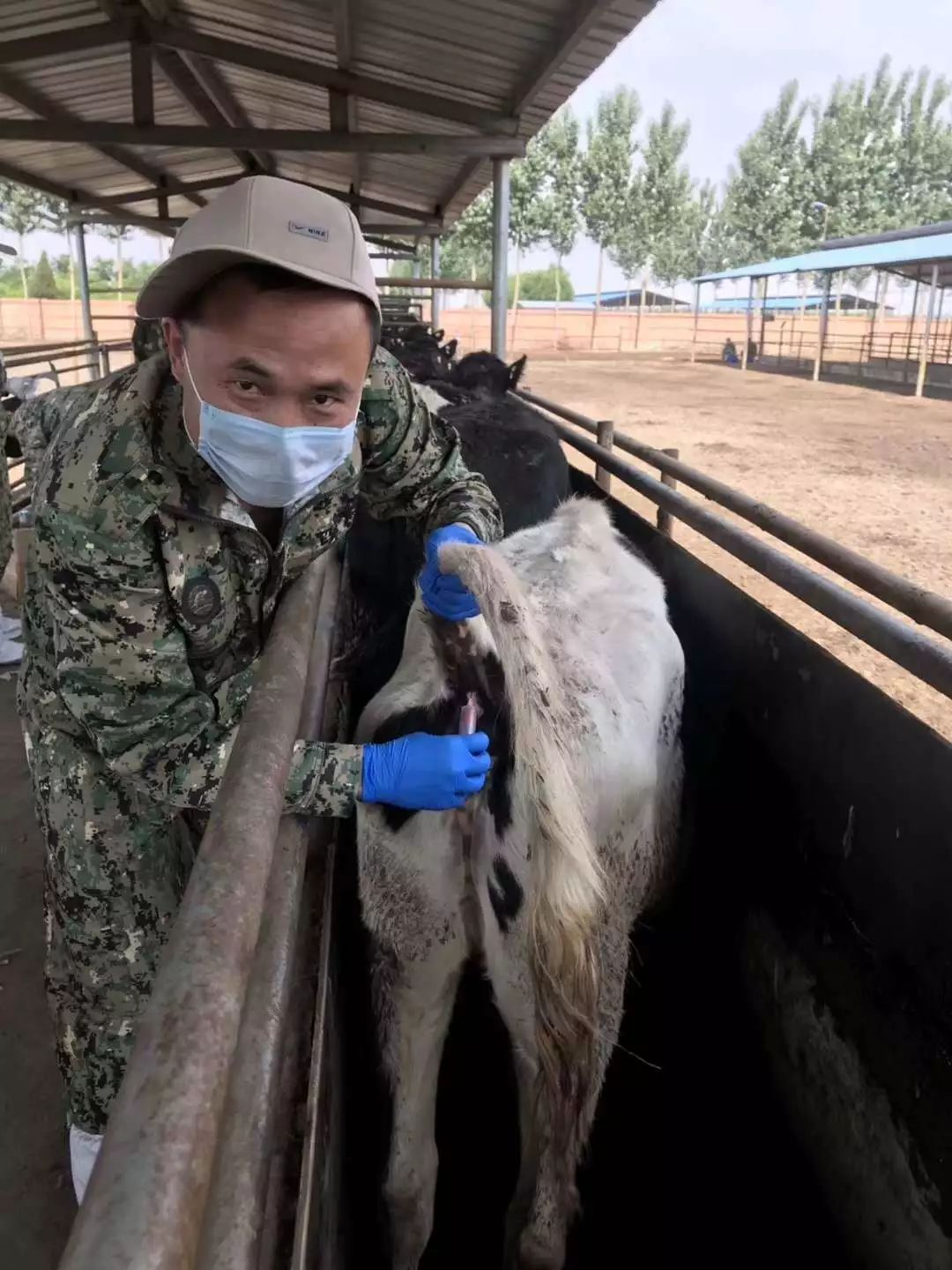 进境种牛采血的你这时的你换上了采血工作服完成了进境种牛耳牌登记逐