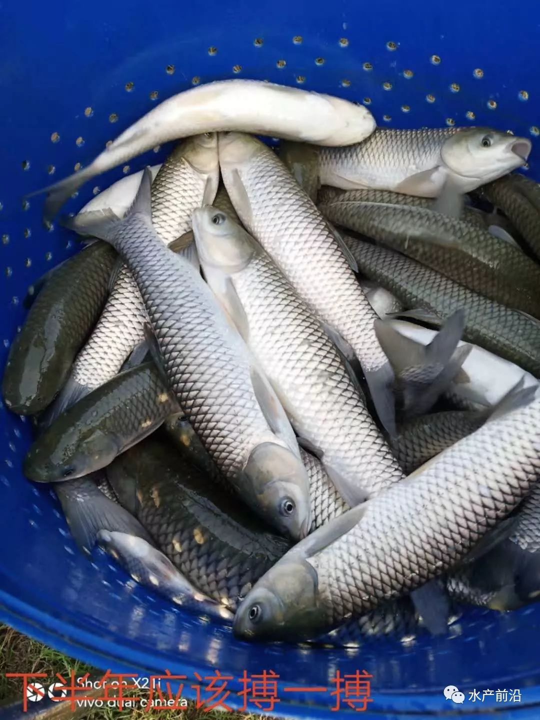 卖鱼卖到心痛草鱼卖到31元斤养殖户表示扛不住了这条鱼今年还有希望吗