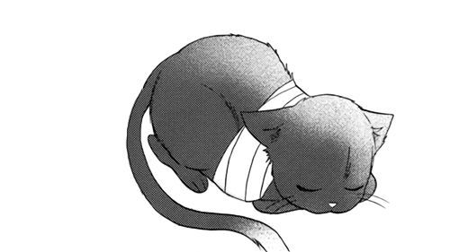 前一秒飞檐走壁下一秒一瘸一拐猫咪腿部受伤为何如此突然