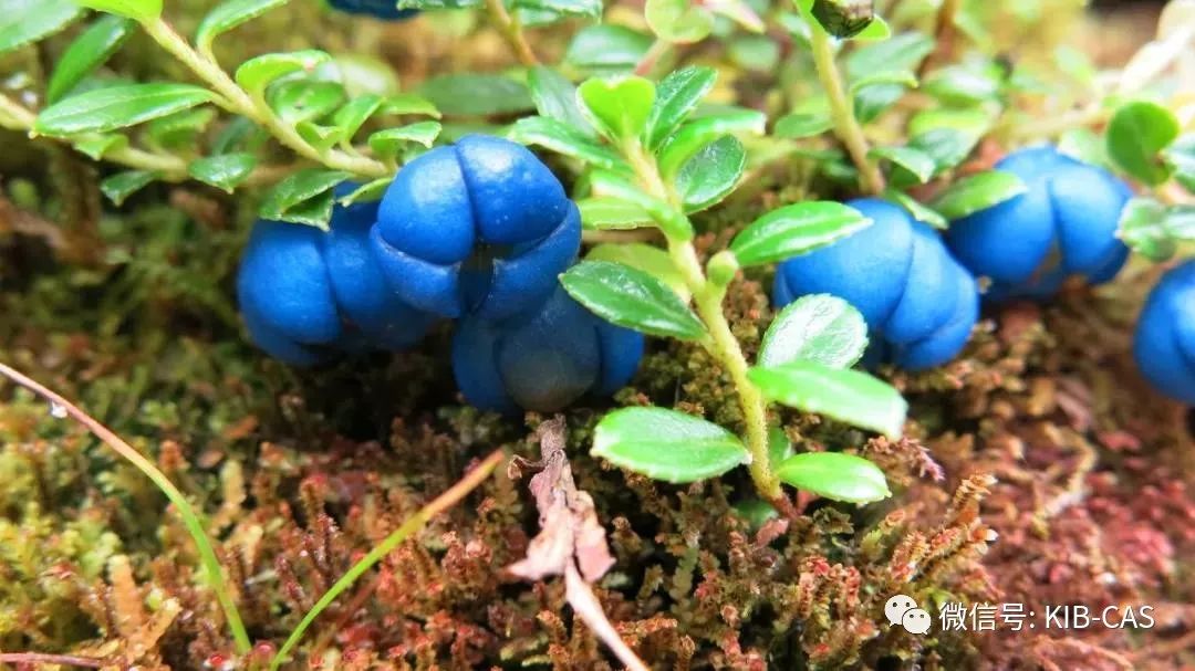 科普|果子家族的色彩傳奇_植物