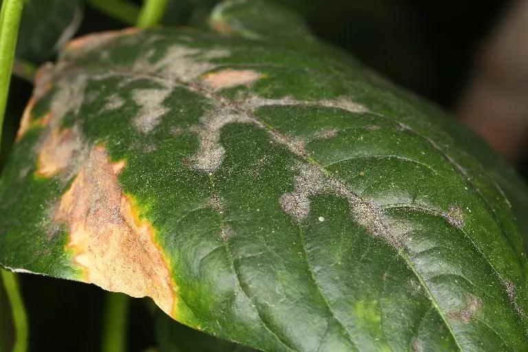 原创豇豆白粉病重发,该如何防治?科学防治从早做预防措施开始