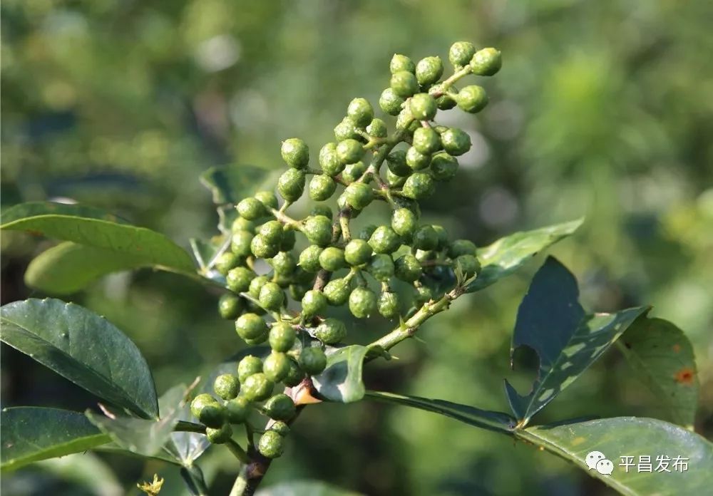 平昌青花椒,助力农户脱贫奔康!