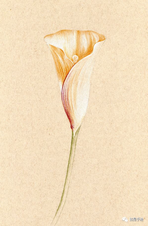 马蹄莲 彩铅教程|一支简单的花