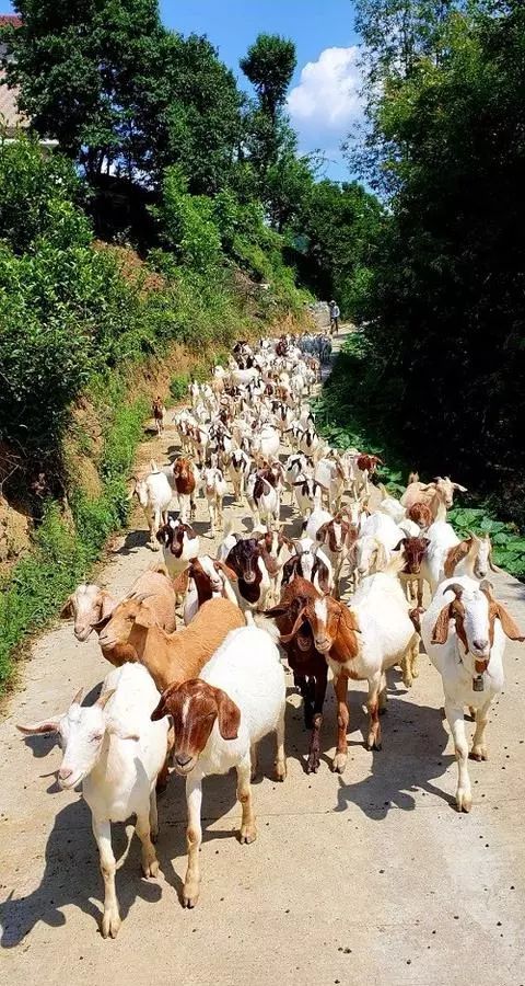 赶着羊群奔小康一一汉滨这个村因为一群羊登上国家级网站