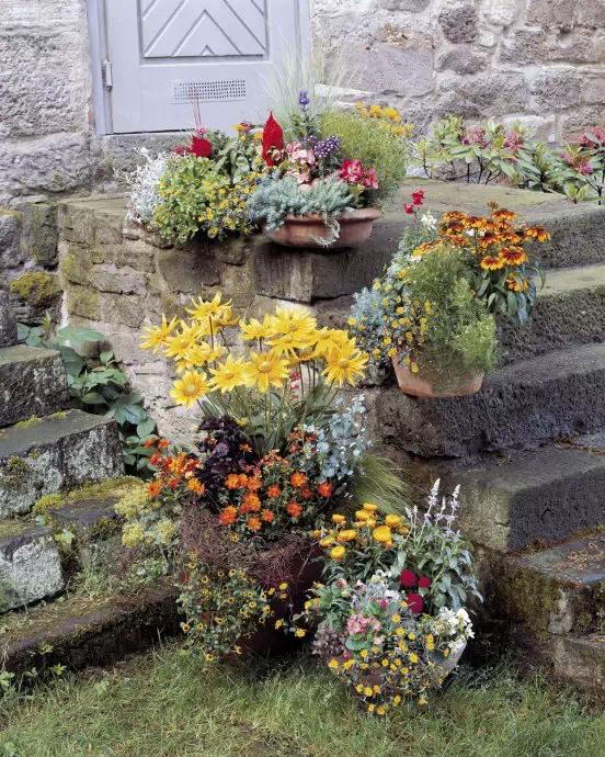 庭院设计新模式: 容器花园_观赏植物