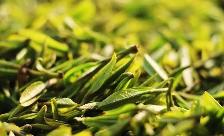 莒南特产茶香醉人韵满红都莒南绿茶