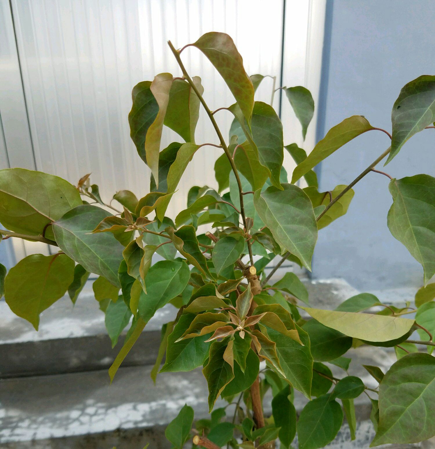 三角梅的叶子上有很多红斑是怎么回事?夏季怎么养护开花的三角梅