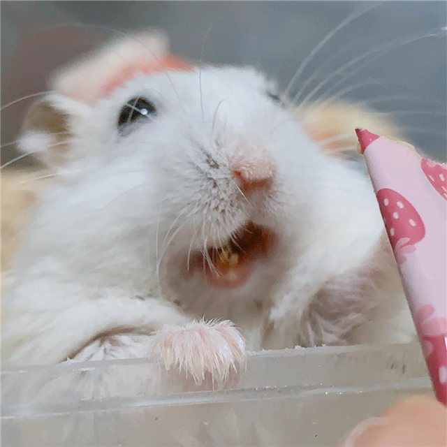 仓鼠本是小吃货这只银狐用实际行动证明鼠鼠虽小但胃口很大