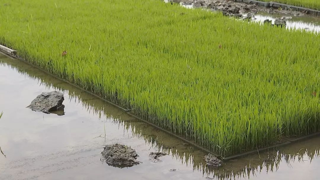 事关辛庄600亩水稻这些秧苗究竟怎么啦