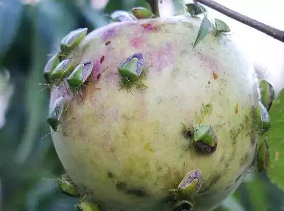 绿岱蝽主要种类:绿盲蝽,梨网蝽,茶翅蝽等危害方式:刺吸取食叶片果实