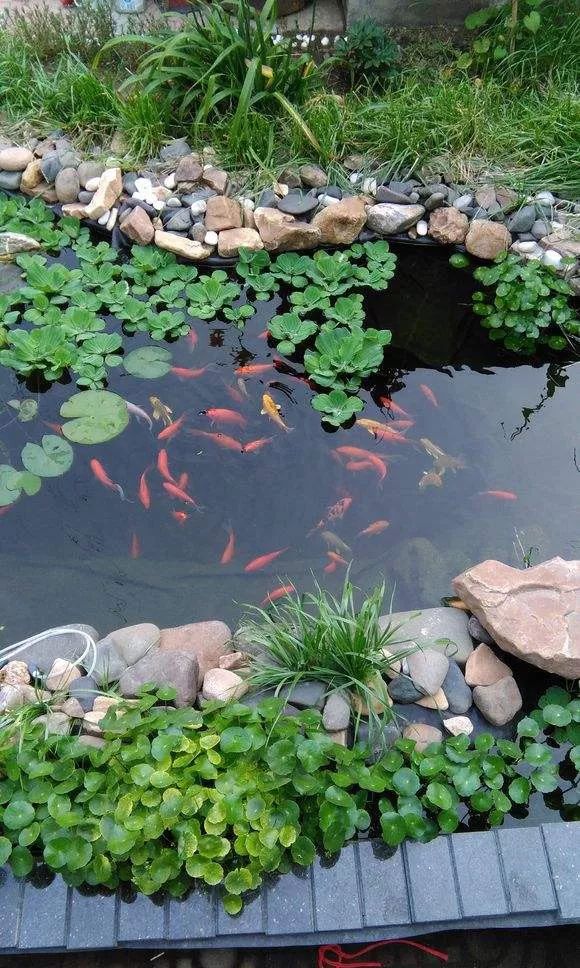 庭院有鱼年年有余