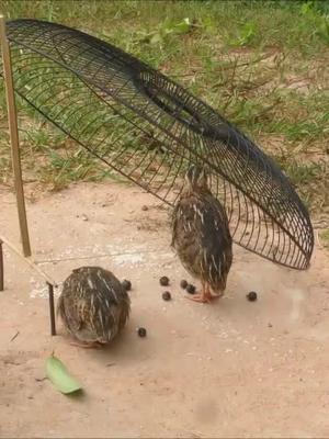 农村牛人在田间地头抓鹌鹑这是要搞养殖的节奏