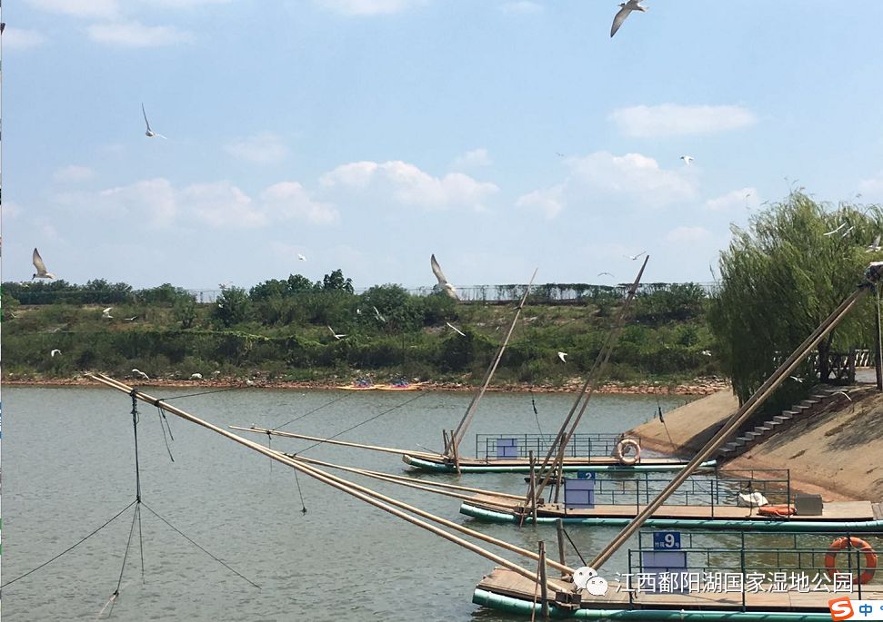 生植物園—鄱湖帆影—人魚通道—搬罾捕魚—鸕鷀捕魚—天鵝之家—一號