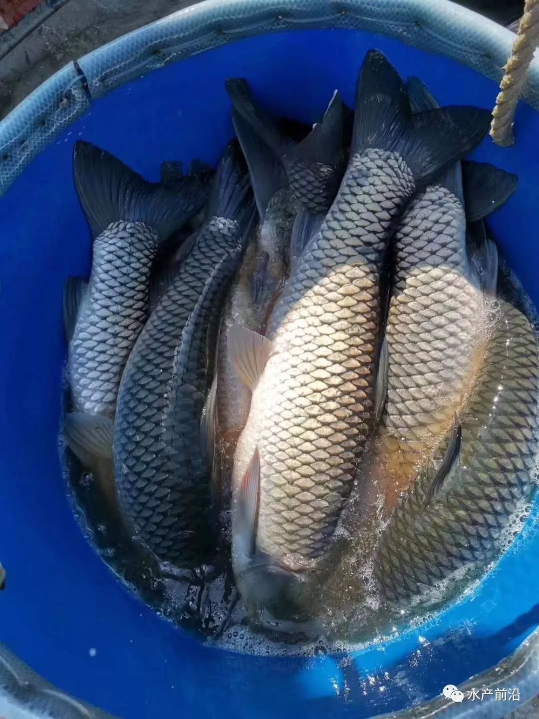 0.2↘53斤桂林→5.33斤上钦州→5.82-4斤(网箱)金陵→5.