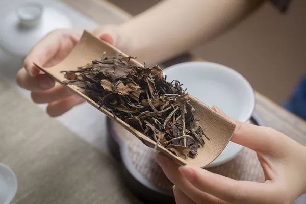 福鼎白茶：一杯自然之味的流传
