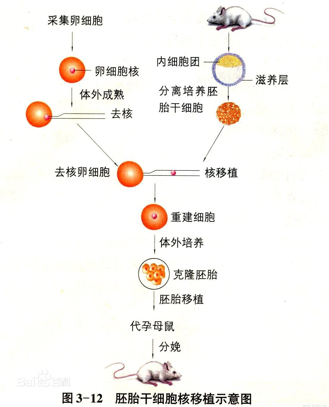 北京歐倍爾動物胚胎移植操作實驗3d虛擬仿真軟件_人工授精