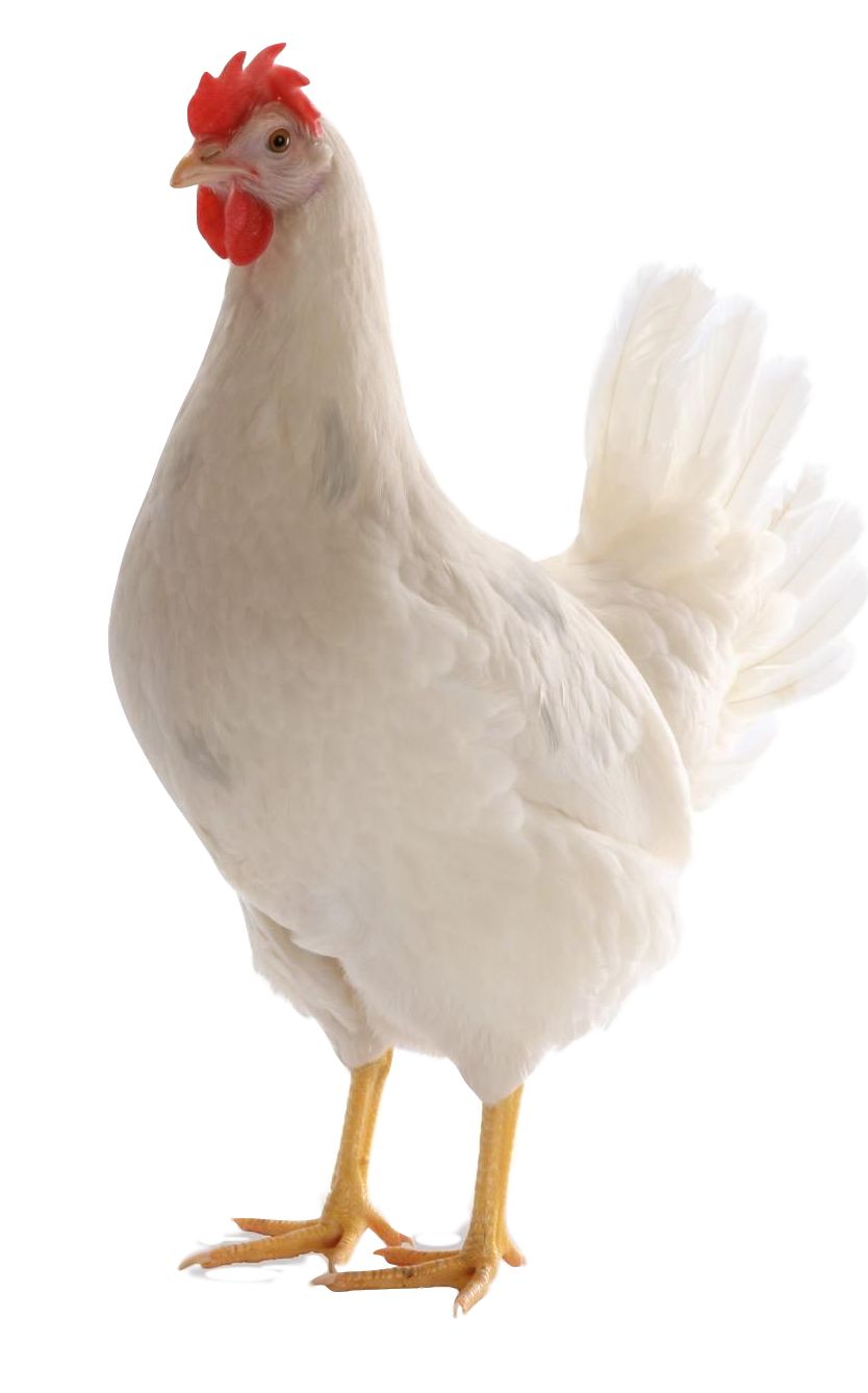 粉鸡又加新品种罗曼灰生产性能简介