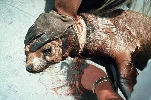 杀戮,虐待,玩弄……人类究竟可以多残忍?