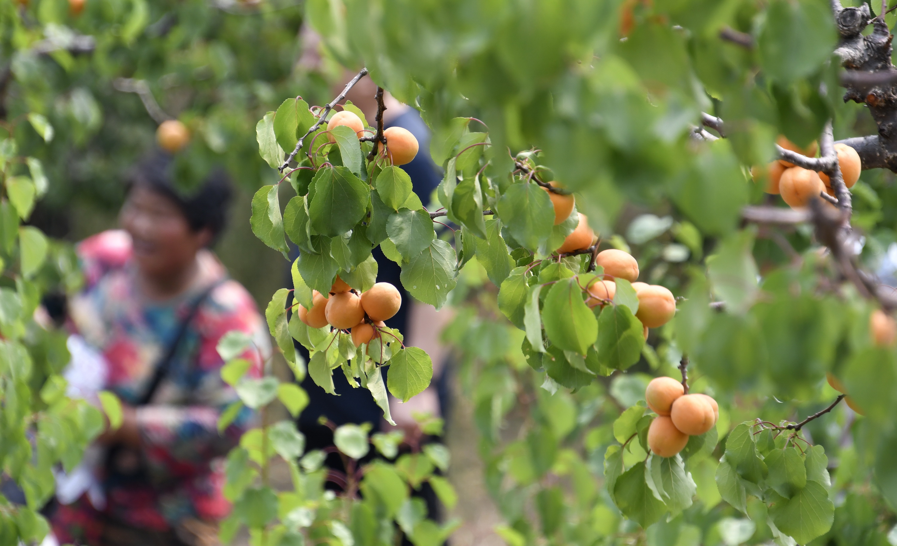 6月19日,南独乐河镇北寨村杏园内成熟的红杏吸引游人前来采摘.